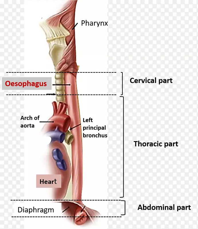食道人体解剖-腹部解剖