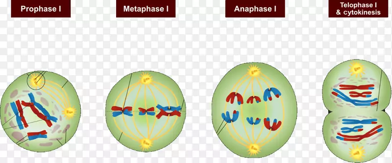 减数分裂有丝分裂间期细胞分裂-细胞分裂