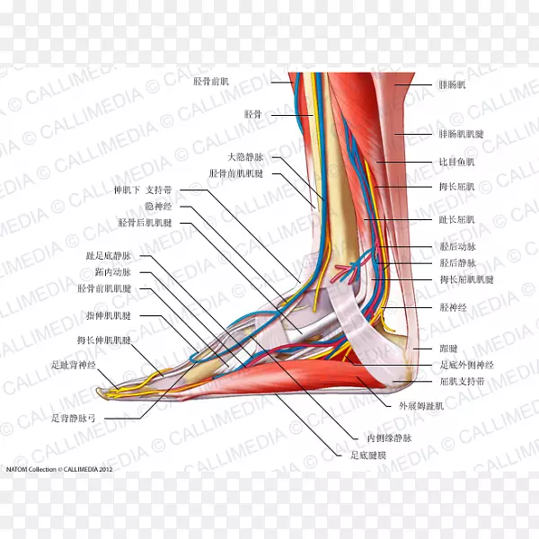 足胫前肌解剖人体颞浅神经