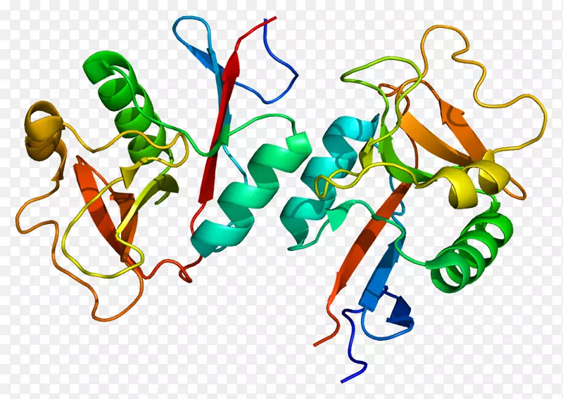 clec4m膜蛋白细胞膜ICAM-1