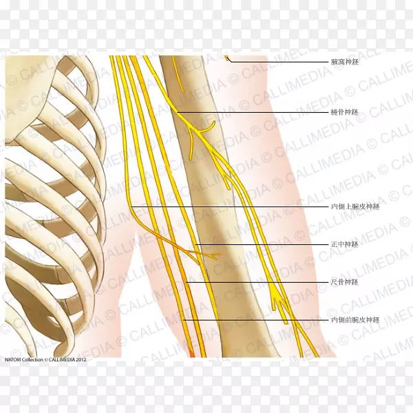 人体解剖肘肩骨臂