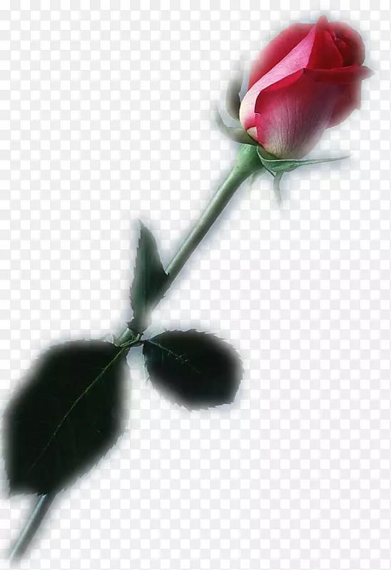 花园玫瑰红花png图片-玫瑰