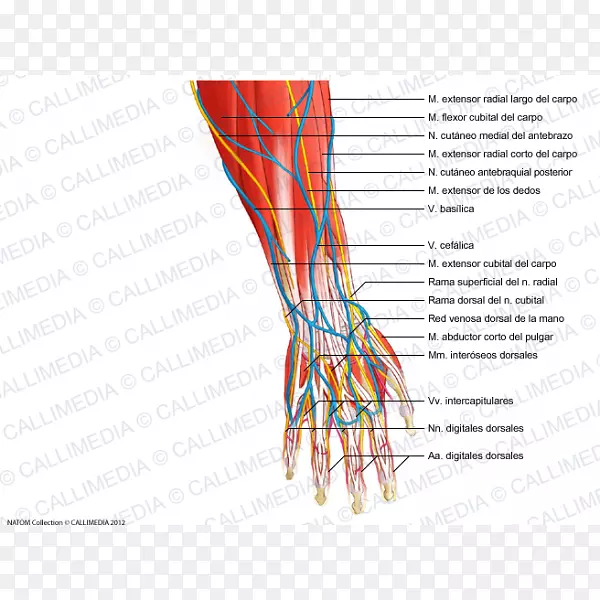 指前臂神经解剖