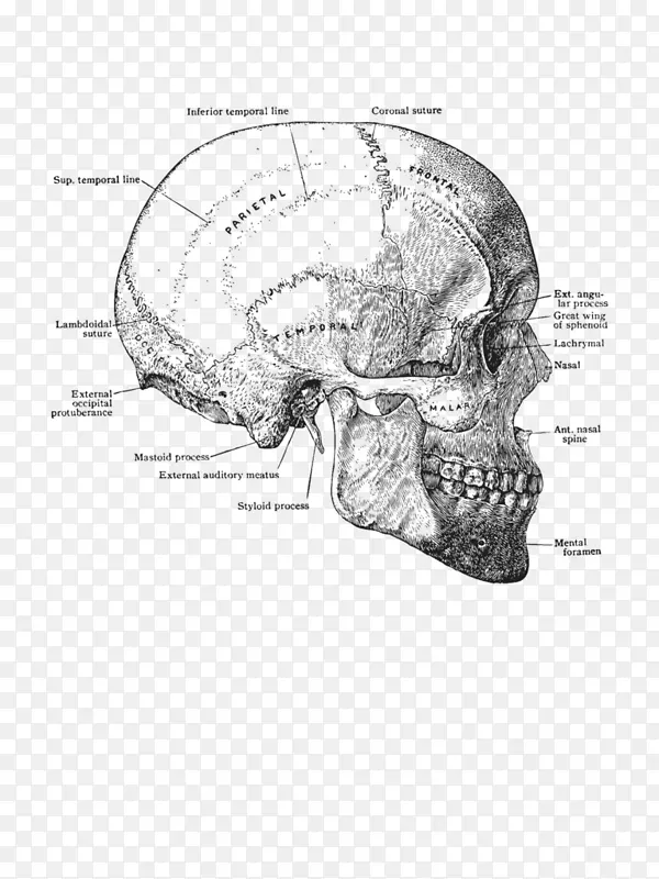 颅骨解剖人体头部躯干头骨