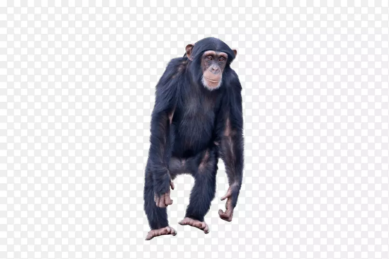 普通黑猩猩类人猿png图片.大猩猩