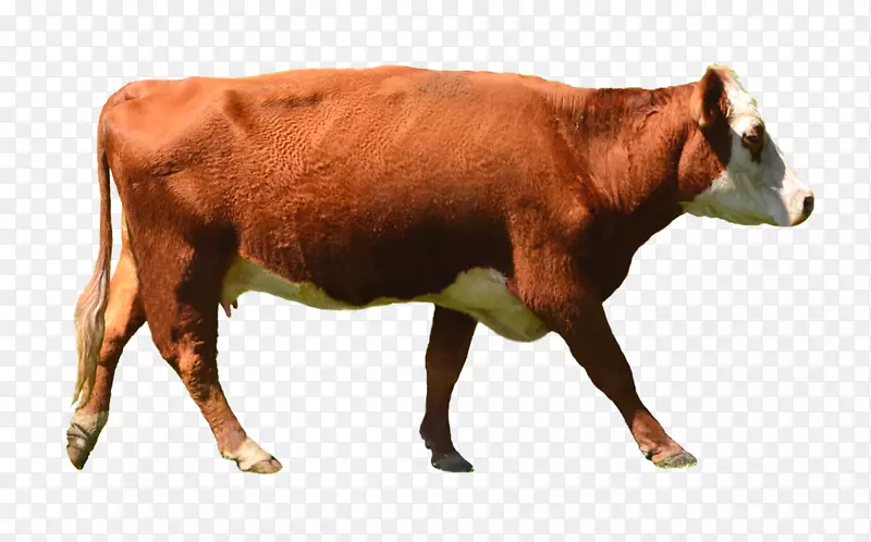 荷斯坦弗里西亚牛贝特西奶牛-奶牛