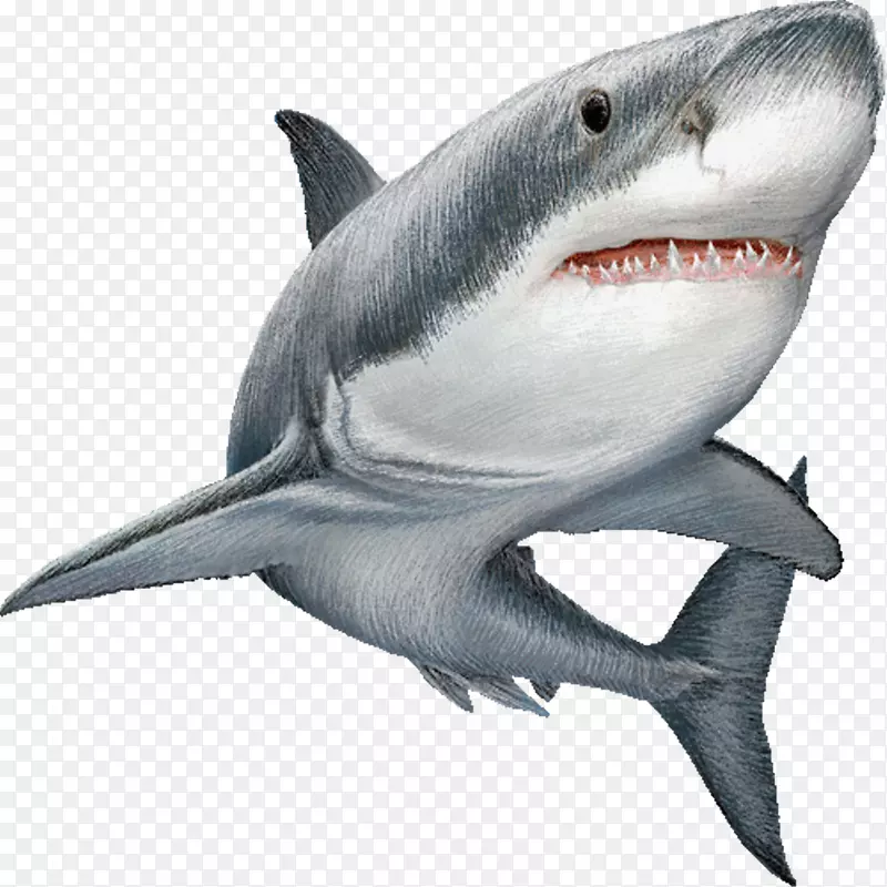 大白鲨剪贴画图片插图-鲨鱼