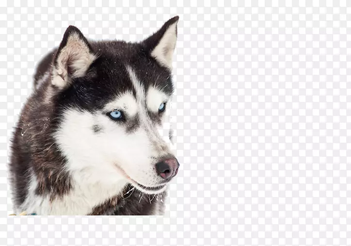西伯利亚哈士奇小狗阿拉斯加马拉默特雪橇犬摄影.小狗