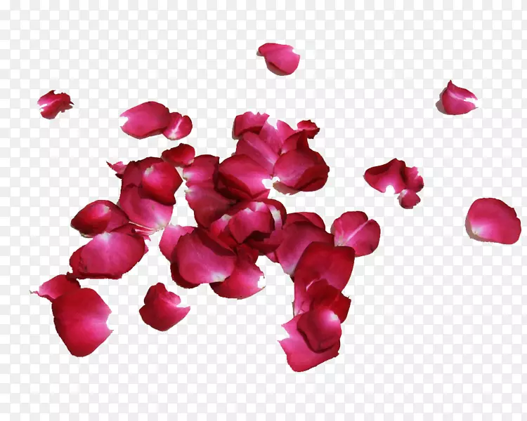 花瓣玫瑰花意象红玫瑰