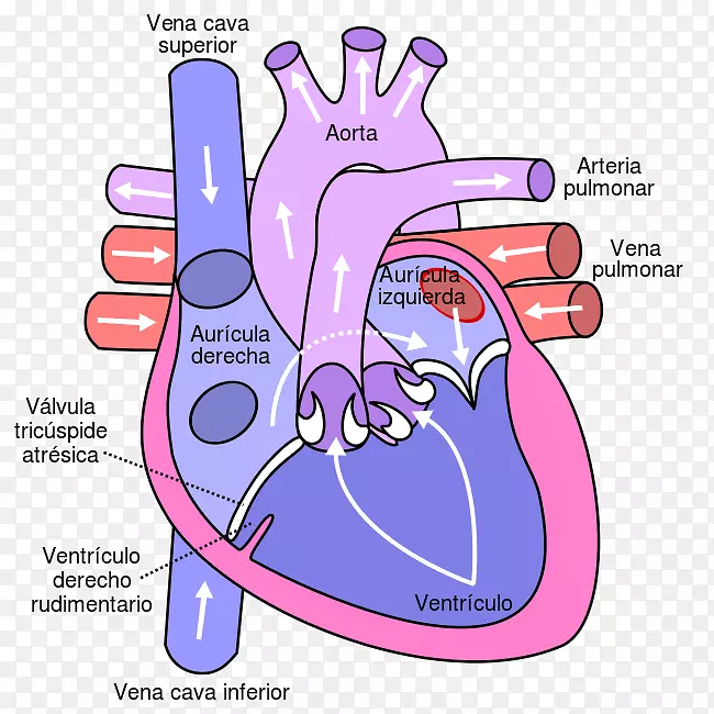 心脏循环系统肺静脉解剖图-心脏