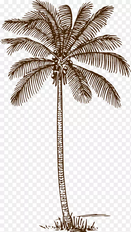 棕榈树画剪贴画线艺术椰子-椰子