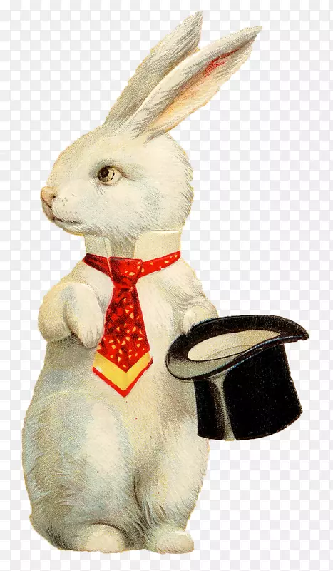 复活节兔子欧洲兔