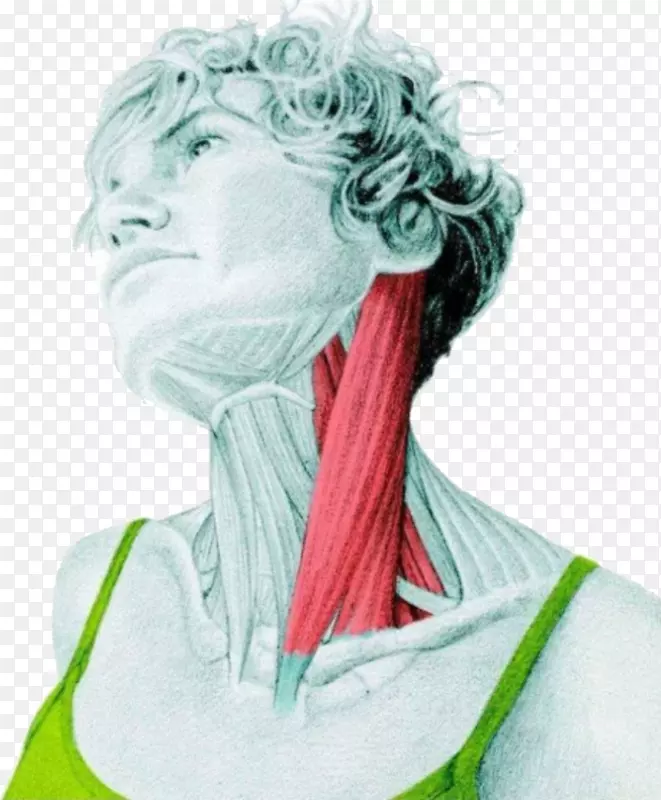 胸锁乳突肌伸展人体颈背阔肌