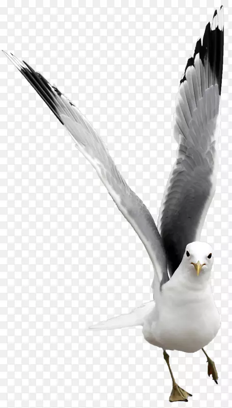 欧洲鲱鱼海鸥鸟黑背鸥