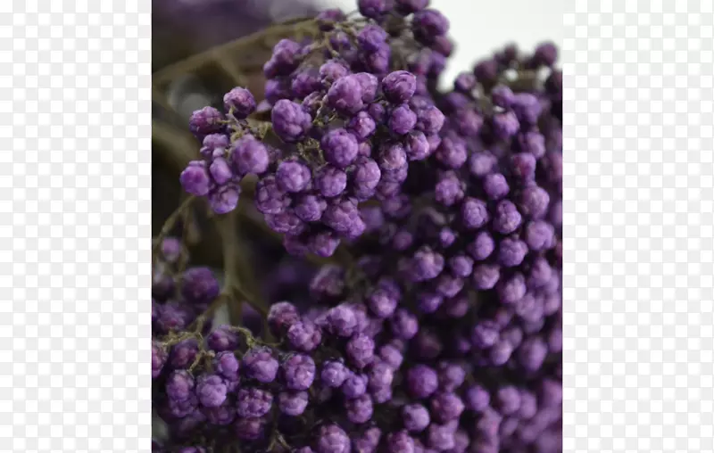 英国薰衣草紫罗兰