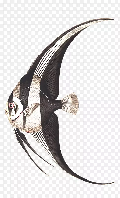 鱼画艺术画象-鱼