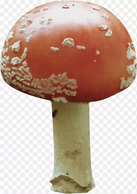 蘑菇-鲍鱼菇