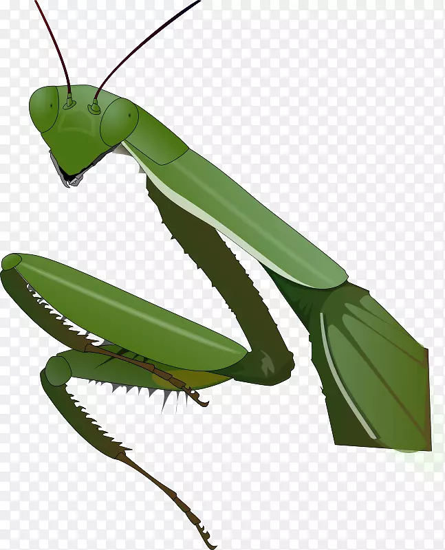 昆虫剪贴画螳螂png图片图像昆虫