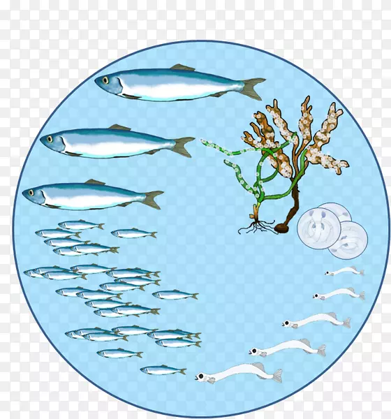 鲱鱼、生物生命周期、繁殖生物学、鱼类-俄克拉荷马州农业、食品和森林部门