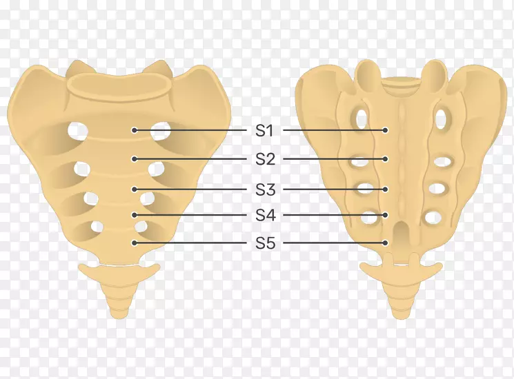 骶骨尾骨解剖脊柱骨盆-骶骨