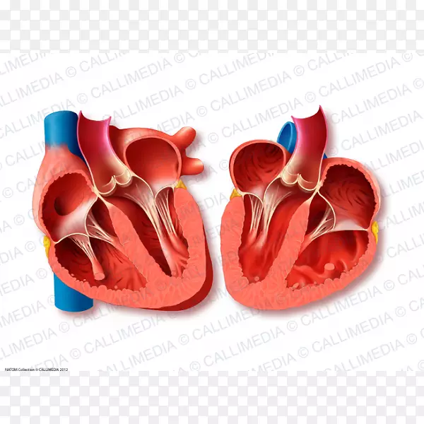 心脏瓣膜、二尖瓣、主动脉瓣狭窄-心脏