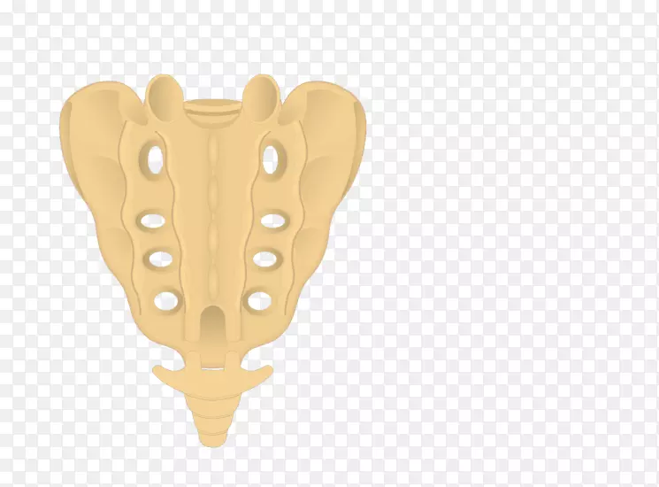 骶骨尾椎脊柱解剖骨盆骶骨