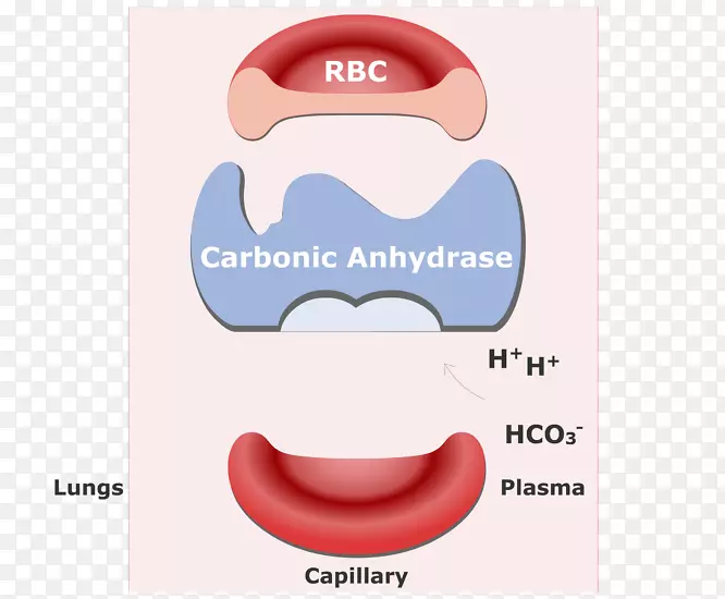 碳酸氢钠二氧化碳红细胞血红蛋白血细胞