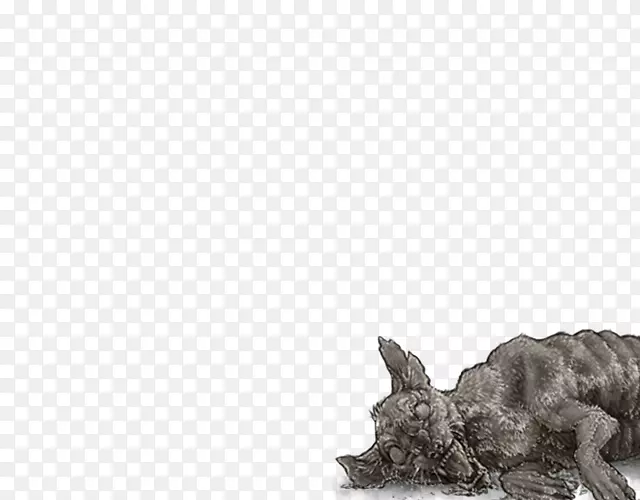 犬种斑纹鬣狗豹猫鬣狗