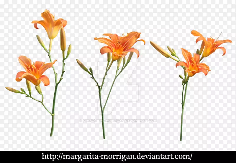 玛格丽塔橙百合植物苹果花枝-植物