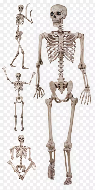 骨骼和肌肉系统.骨骼