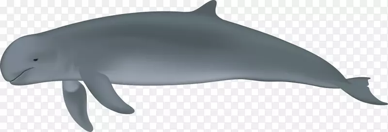 普通宽吻海豚图库西河海豚伊洛瓦底江海豚