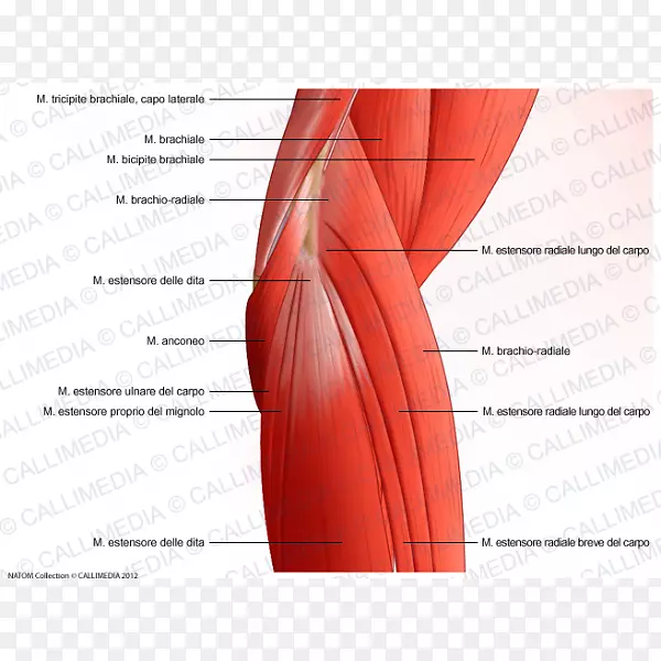 肌肉肘部肌肉系统解剖肩