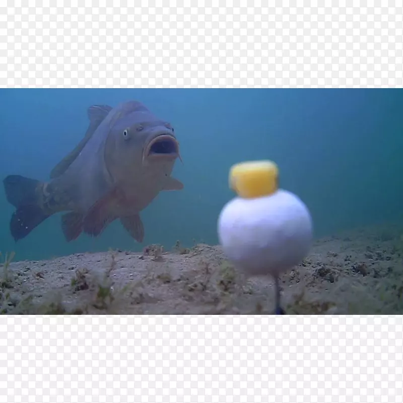 海洋鼻子鱼类水下摄像机