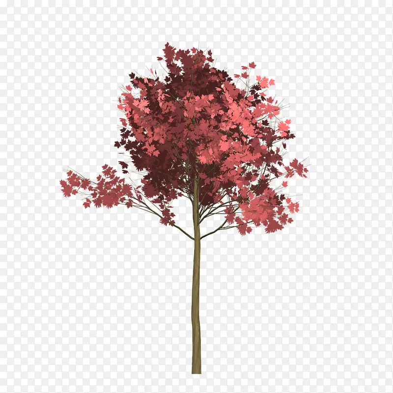红枫树意象小枝树