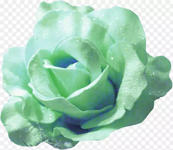 花园玫瑰png图片剪辑艺术图像-玫瑰