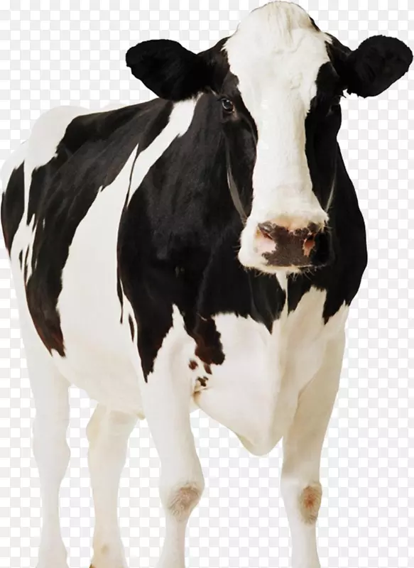 荷斯坦弗里西亚牛站纸板乳牛