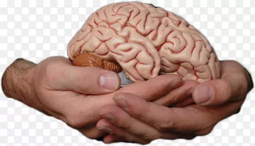 人脑智人记忆意识-脑