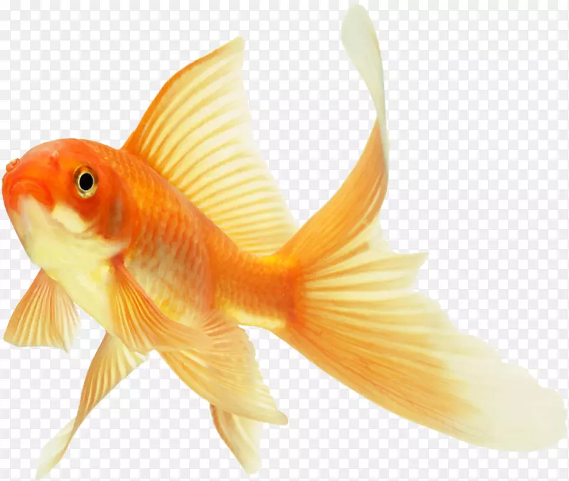 鲤鱼头普通金鱼红冠橙鱼