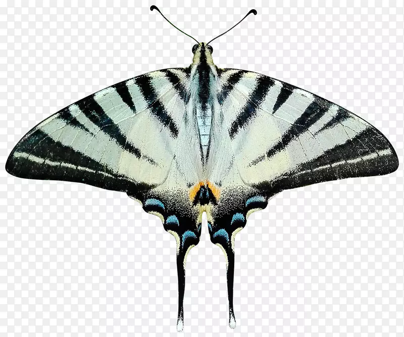蝴蝶尾虫蛾透明度-蝴蝶