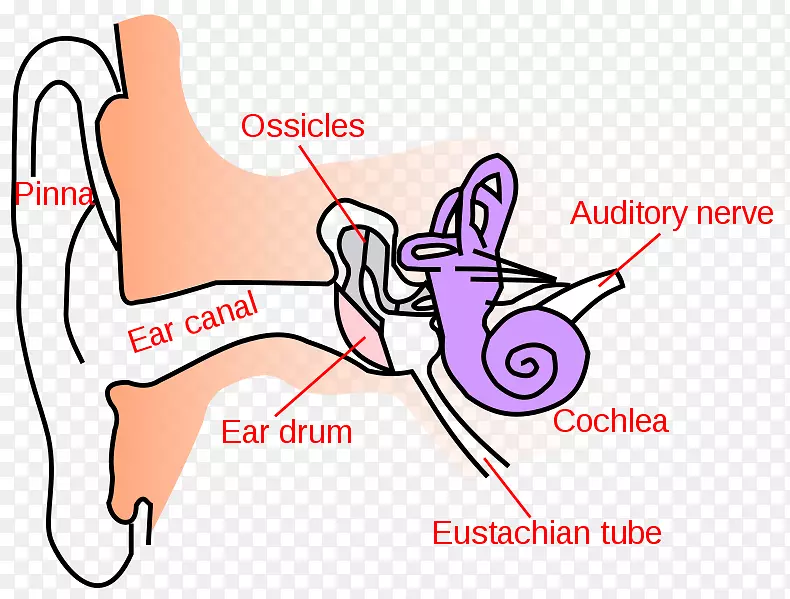 耳道外耳垢中耳