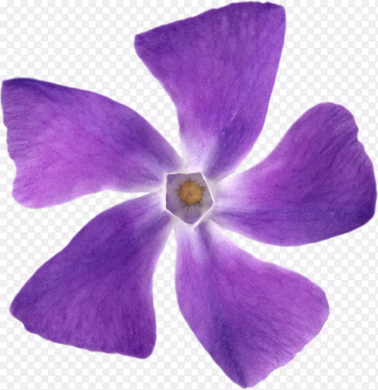 紫花瓣png图片花桑紫罗兰