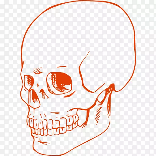 人类颅骨着色书绘制颅骨-颅骨