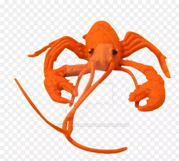 章鱼头足动物来源食物海鲜无脊椎动物