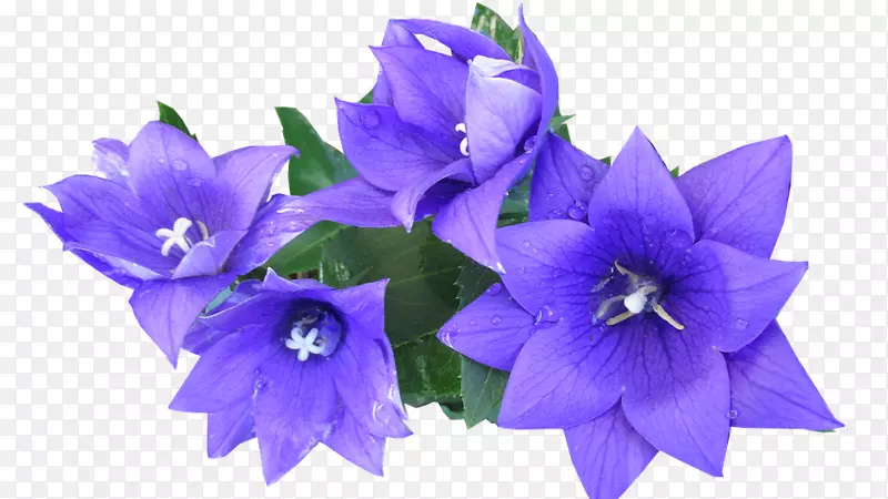 png图片剪辑艺术图片下载-蓝色花朵
