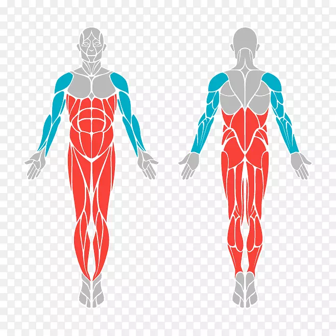 肌肉图形跳绳人体肌肉系统.户外运动设备