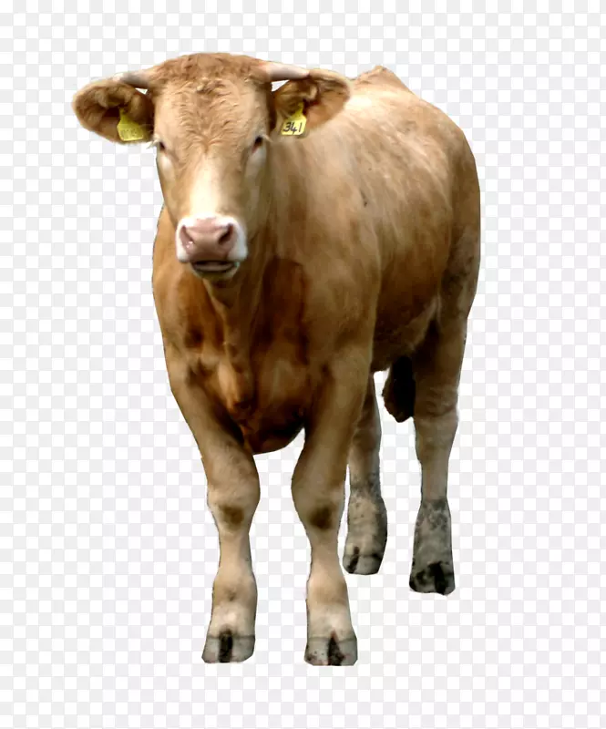 高地牛-牲畜