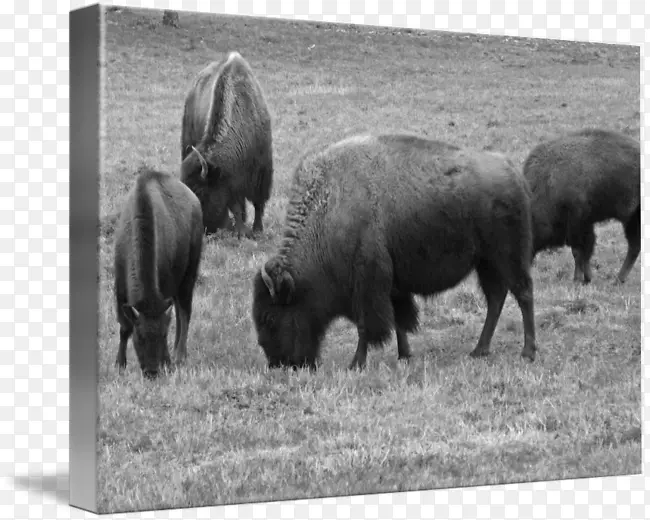野牛动物群-吃牛-黑白相间
