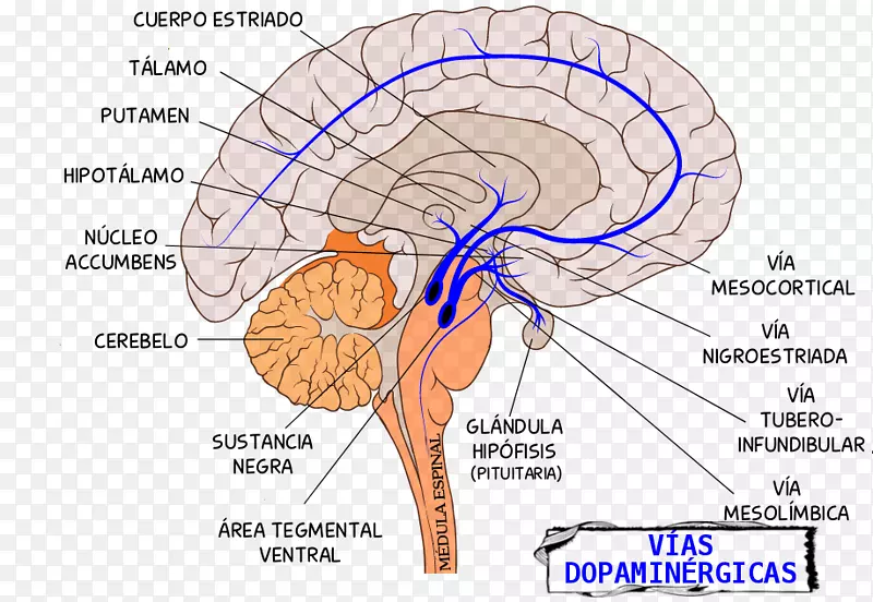 中脑、结核性漏斗径路、多巴胺能通路、脑-脑