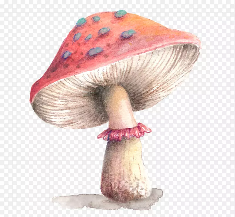 png图片下载计算机文件剪贴画彩色鲍鱼蘑菇