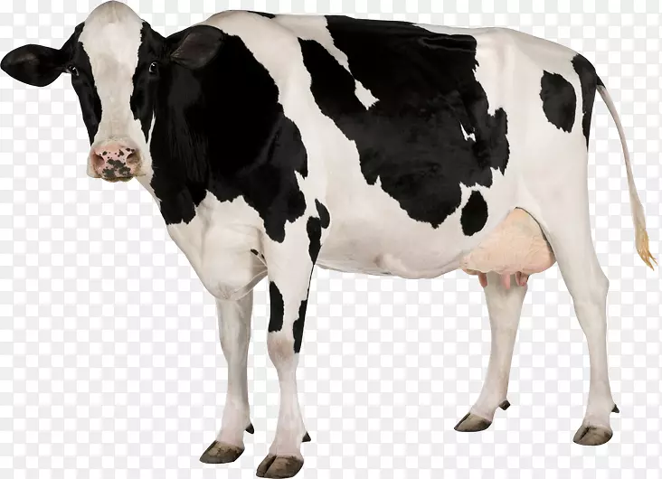 荷斯坦，弗里西亚牛，小牛，摄影，乳牛